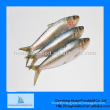 the product with high cost performance sardine on sale